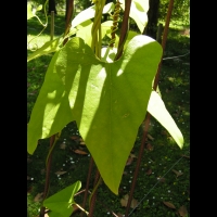 Aristolochia Kaempferi (fam Aristolochiacees) (Japon) (2)